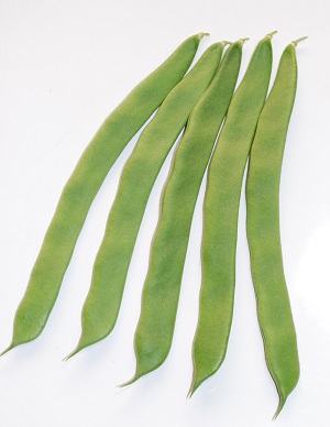 シュガーグリーン