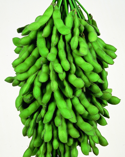 サッポロミドリ