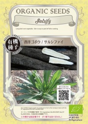 有機種子西洋ゴボウサルシファイ