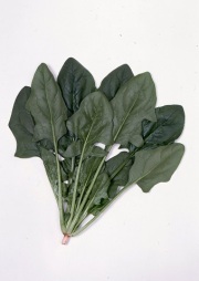 サカタまほろば