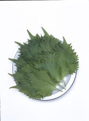 青ｼｿ