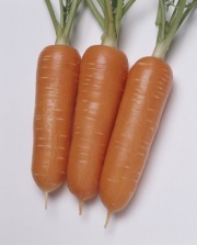 タキイドクターカロテン