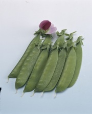 矮性赤花絹莢