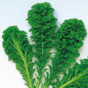 葉野菜種子　わさび菜　小袋
