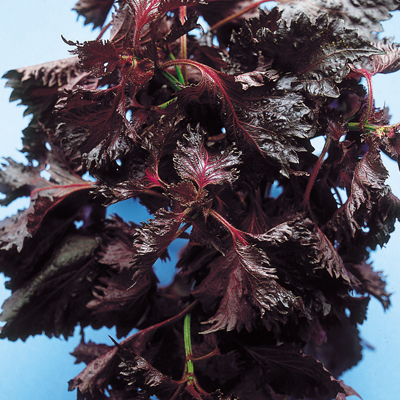 赤ちりめんしそ