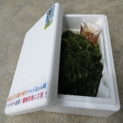 海ぶどう（生）500g 機械刈り 茎付き いぜなまーさむんショップ