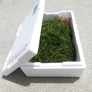 海ぶどう（生）1Kg 機械刈り 茎付き