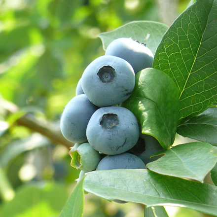 伊豆沼農産のブルーベリー