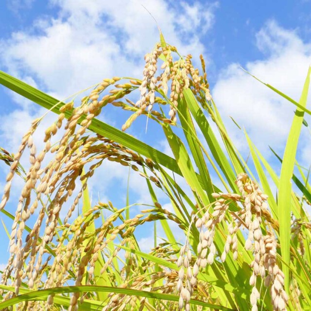 新米】【送料無料！】宮城県登米市産ひとめぼれ 玄米3kg 農薬