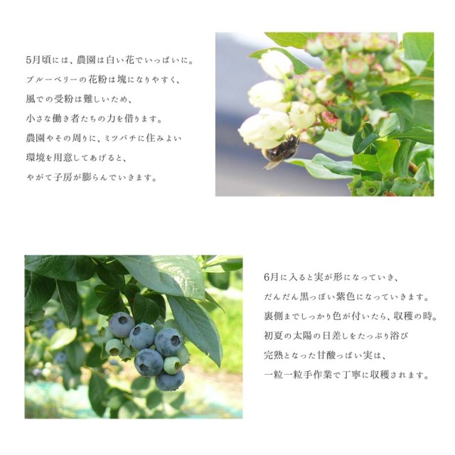 訳あり・冷凍ブルーベリー 無選別 2kg（1kg×2袋）