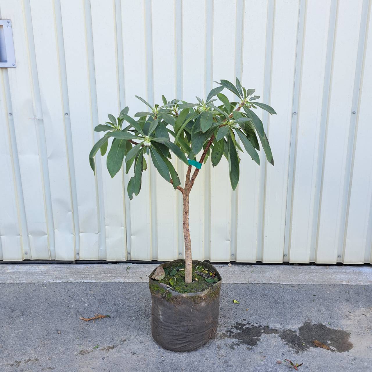 植木市 人気 植木 庭木 現品販売