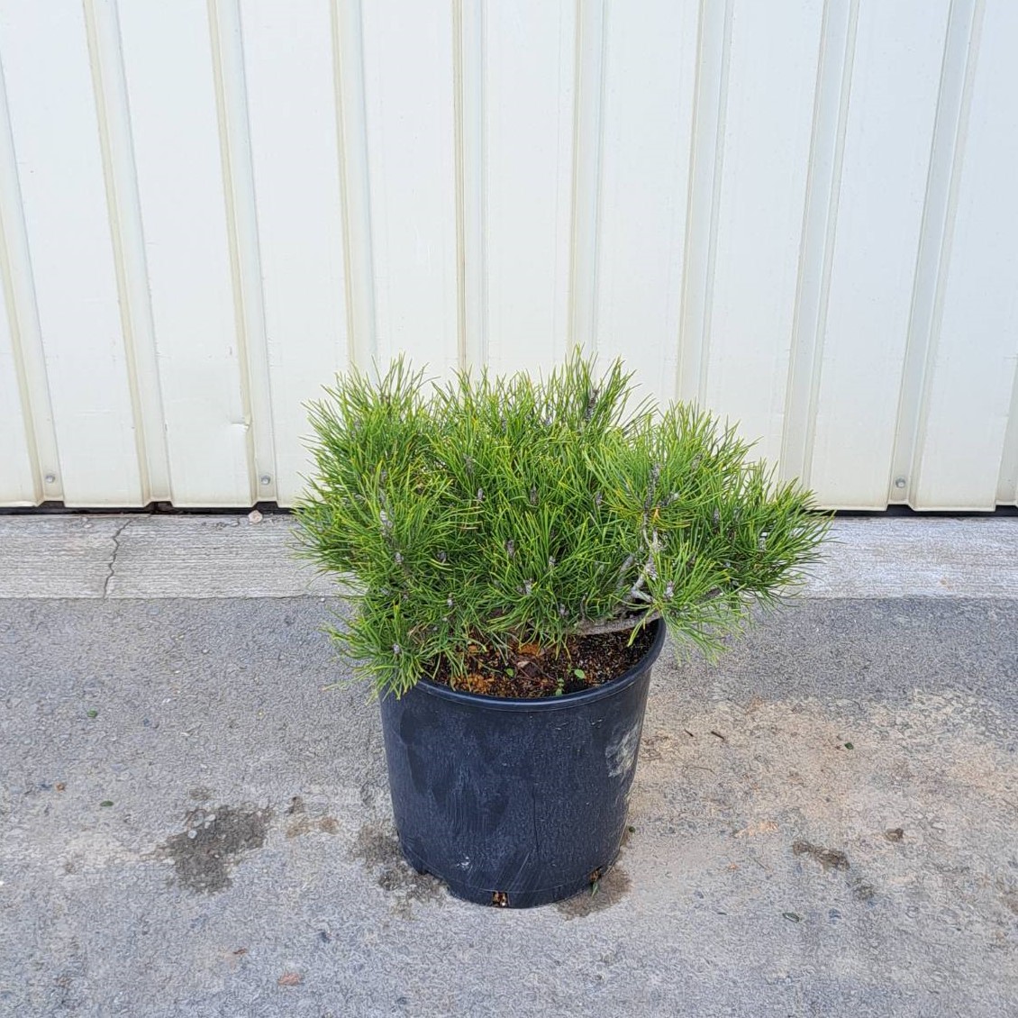 植木市 人気 植木 庭木 現品販売