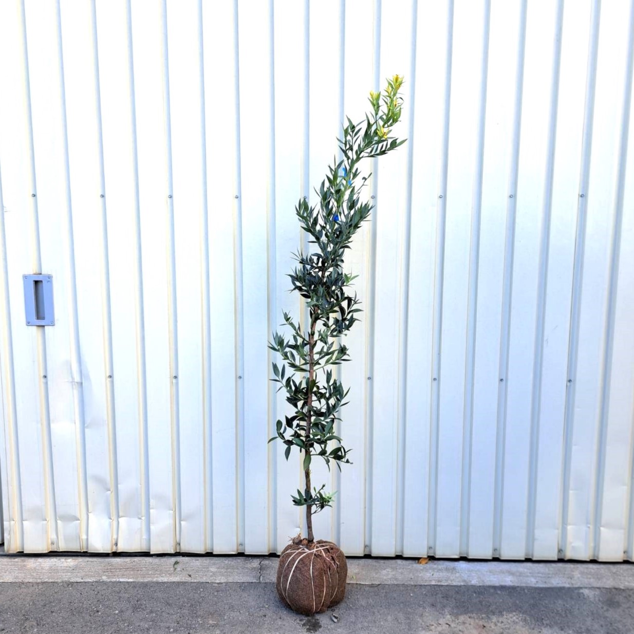 植木市 人気 植木 庭木 現品販売