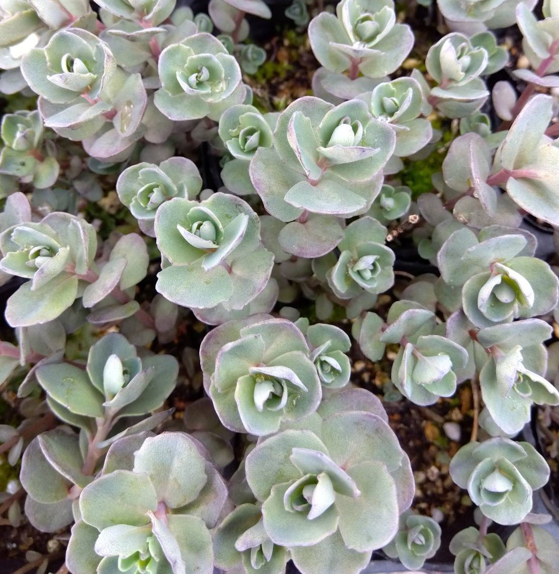セダム　せだむ　バートラム アンダーソン　ばーとらむ　あんだーそん　植木組合　葉
