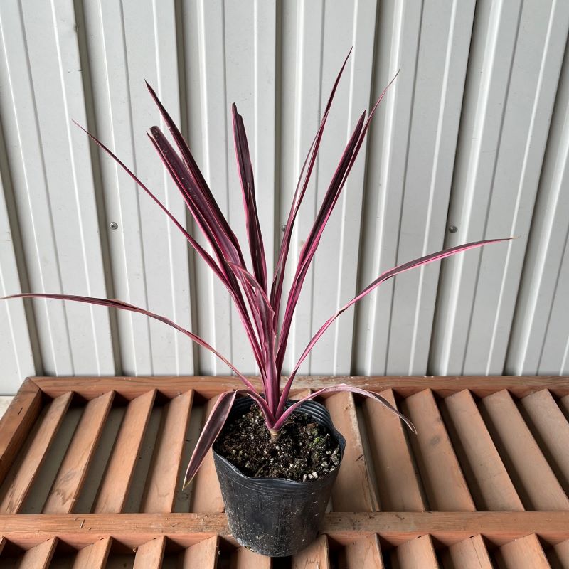 コルディリーネ　ピンクパッション　　植木組合
