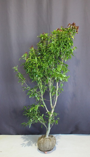 人気 植木 庭木 現品販売