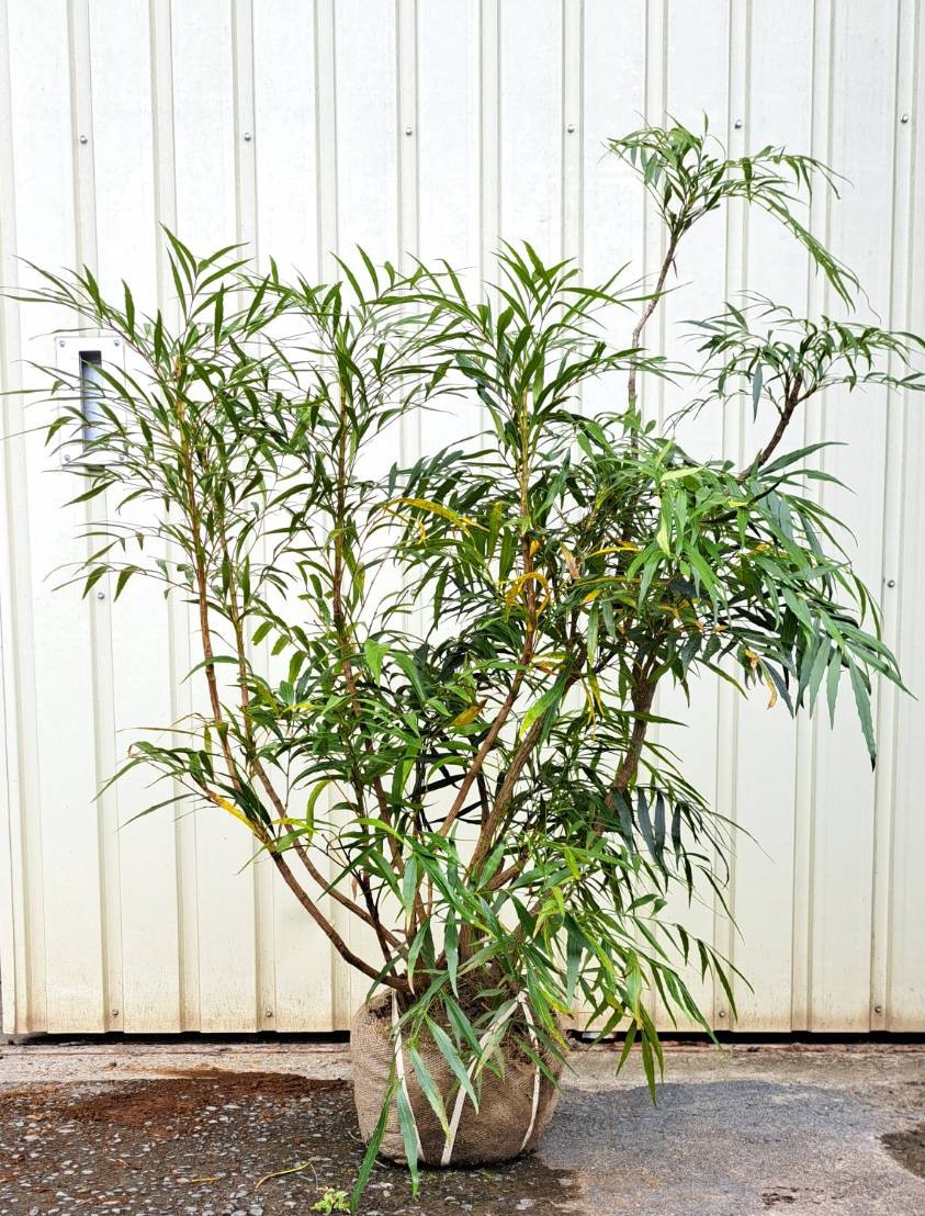 マホニアコンフーサ　コンフューサ　現物　ヒイラギナンテン　植木組合