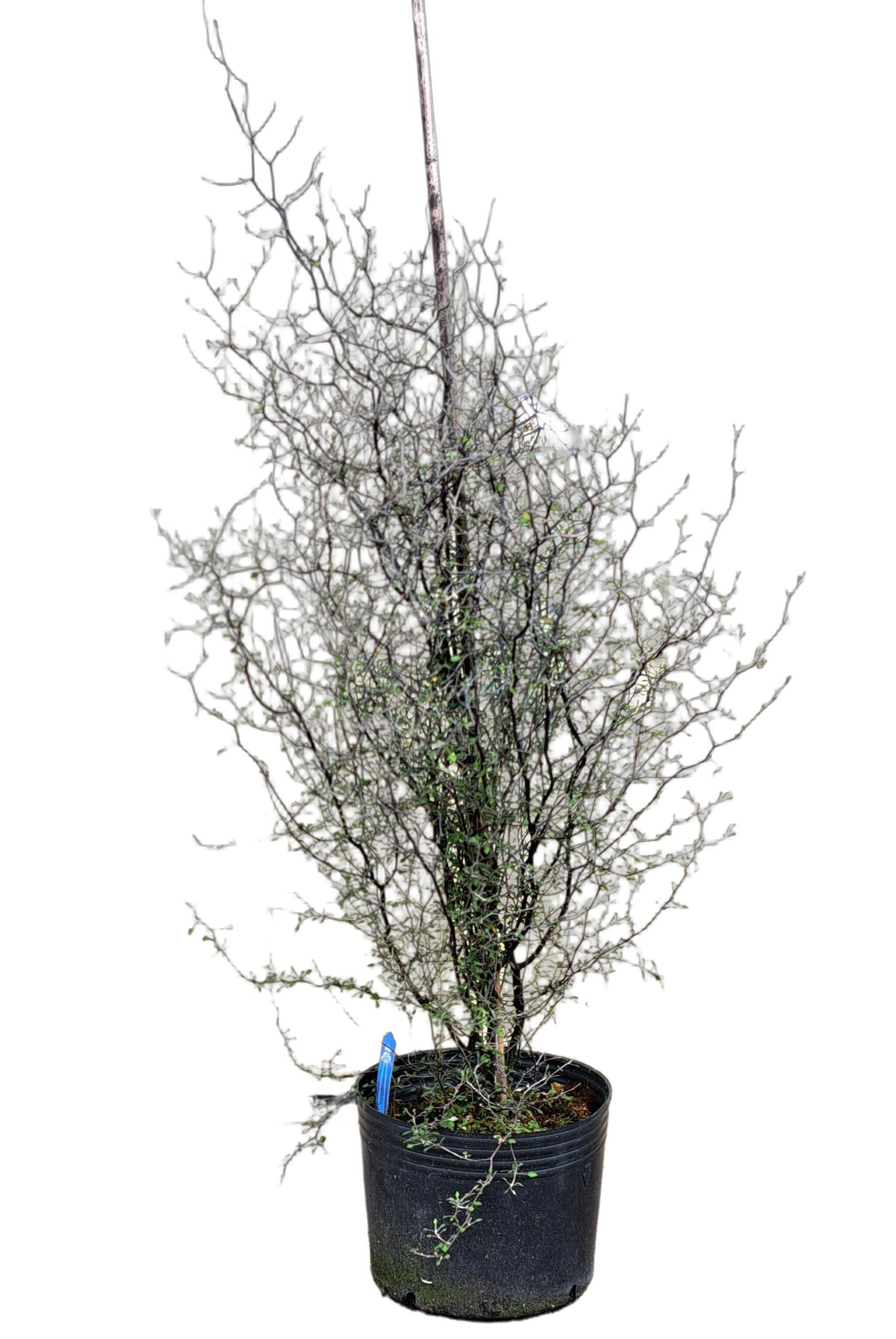 コロキア　ワイヤースター　植木組合