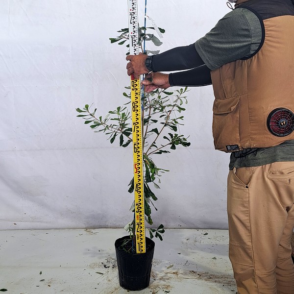 現品 バンクシア コースト 人気 植木 庭木 現品販売 現品 バンクシア コースト 人気 植木 庭木 現品販売
