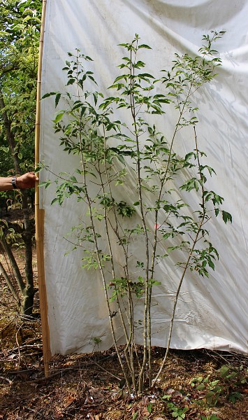 マルバアオダモ 株立ち 人気 植木 庭木 現品販売