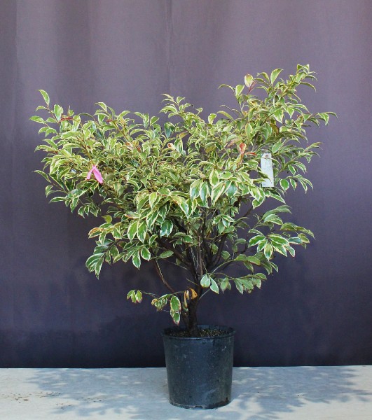 人気 植木 庭木 現品販売