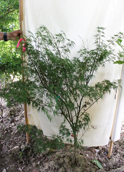 人気 植木 庭木 現品販売