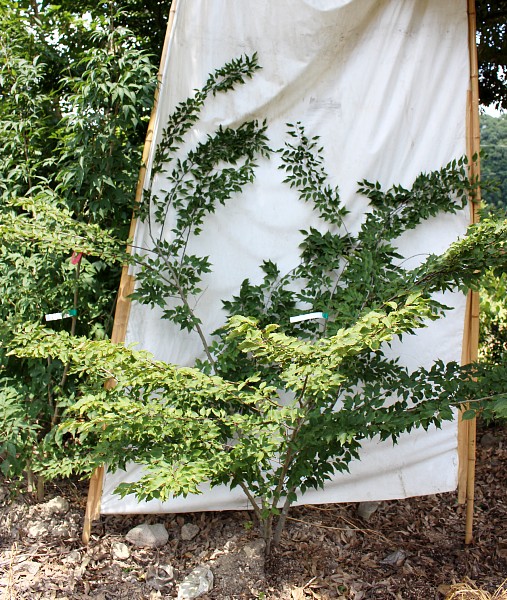 絶品。アカメソロ株立3.2M(鉢底から) 755-20241008g.jpg