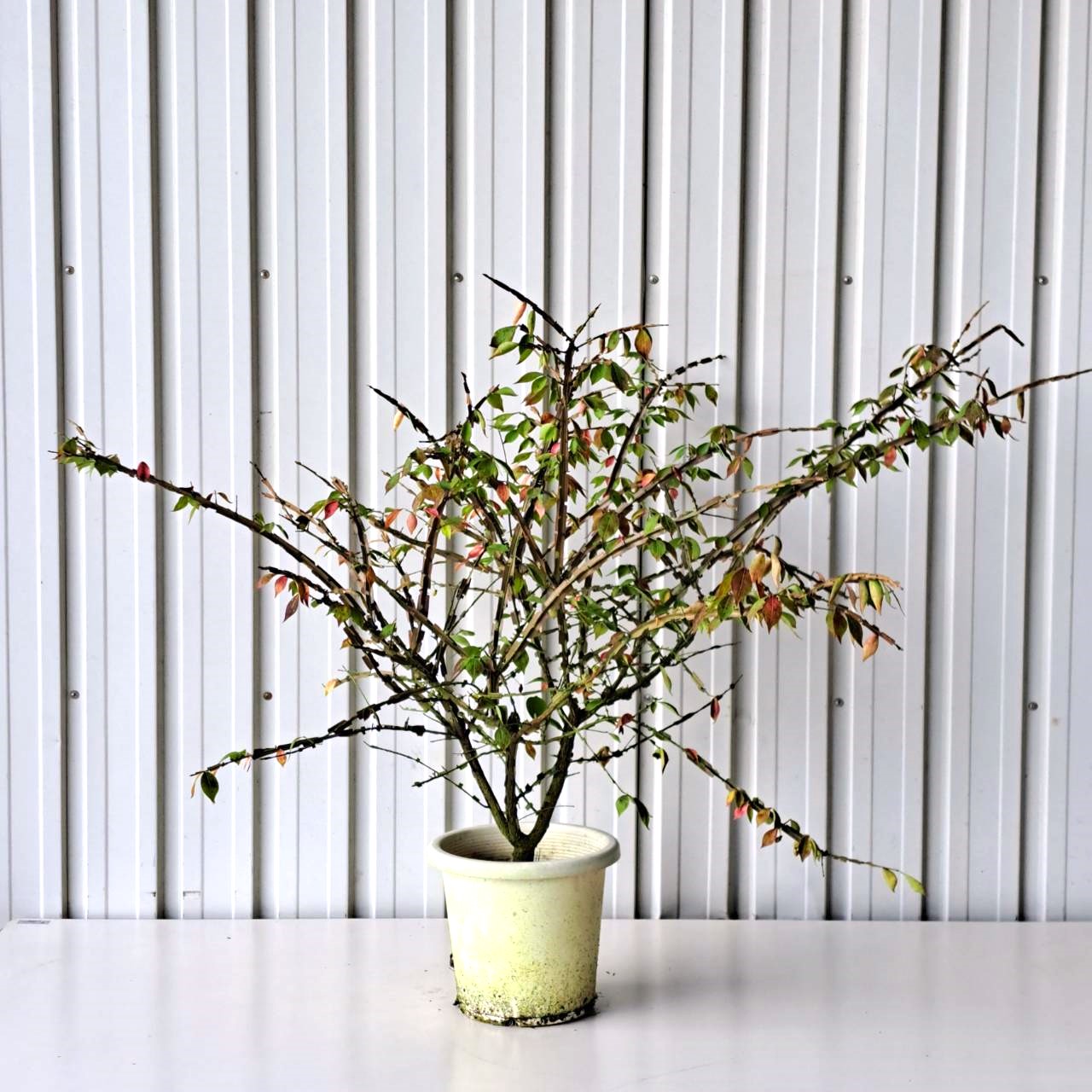 人気 植木 庭木 現品販売 植木組合 本店