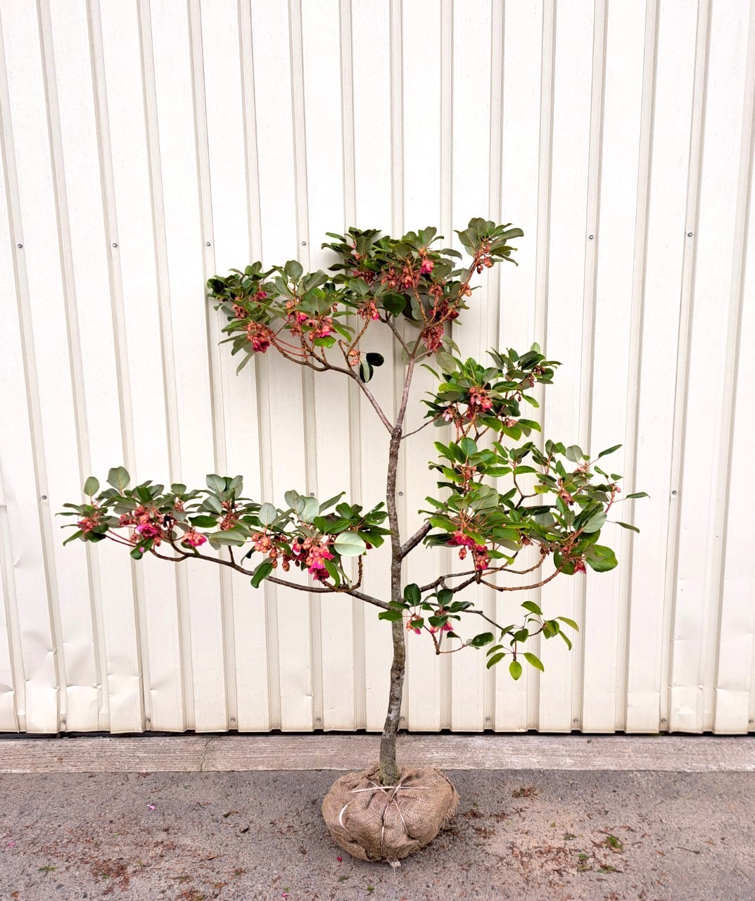 現物　ロドレイヤ　植木組合