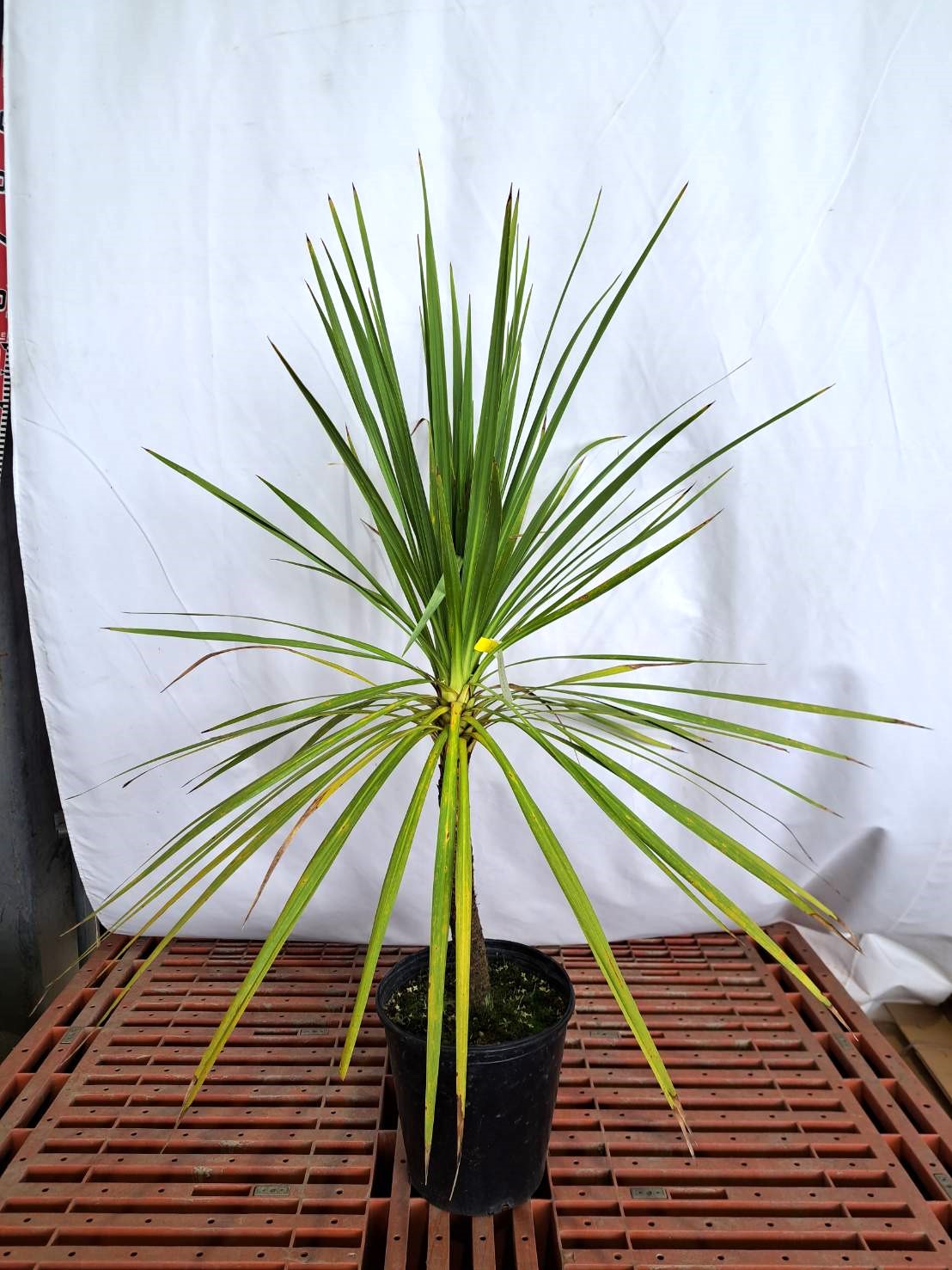 人気 植木 庭木 現品販売