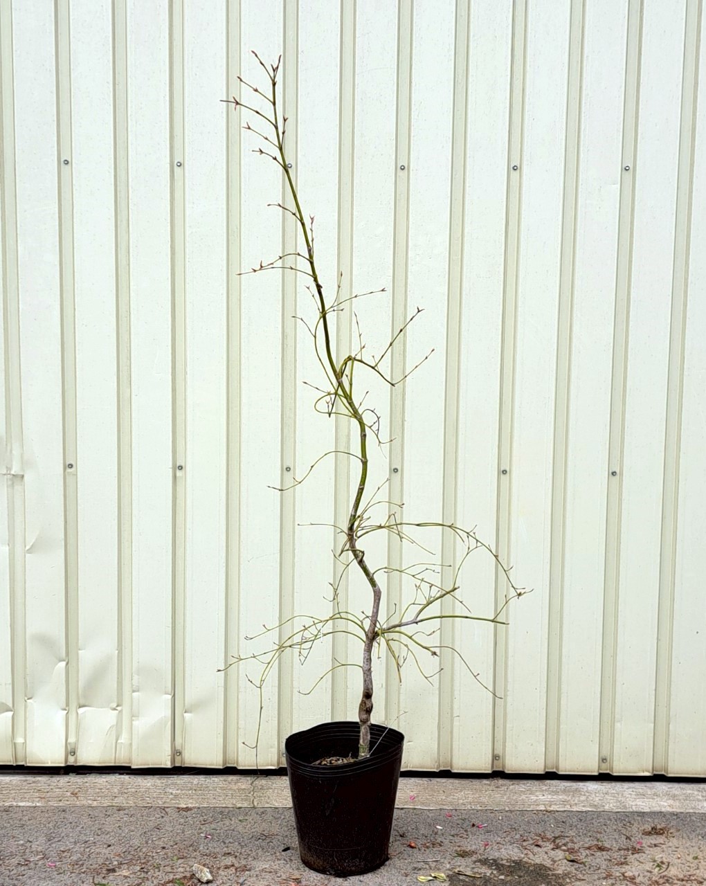 青枝垂れ　シダレモミジ　植木組合　現物