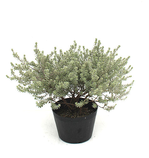 斑入りウエストリンギア　ボリューム株