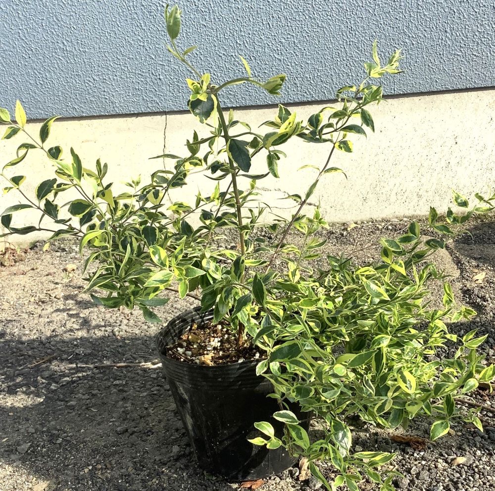アベリア　ホープレイズ　植木組合　15.0ｐ