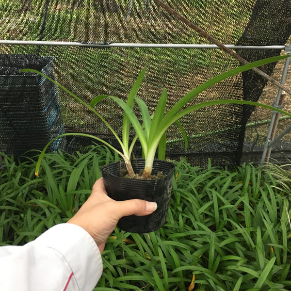 アガパンサス　下草　グランドカバー　植木組合