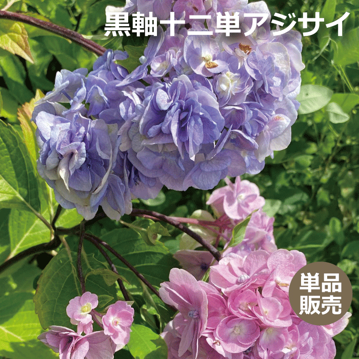 アジサイ　黒軸十二単 八重石化紫陽花　高さ約40ｃｍ　只今ポット入りではなく根巻苗になります（あじさい　くろじく　じゅうにひとえ せっかあじさい）