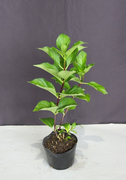 黒軸紫陽花 クロジクアジサイ 苗 高さ約 30 40ｃｍ