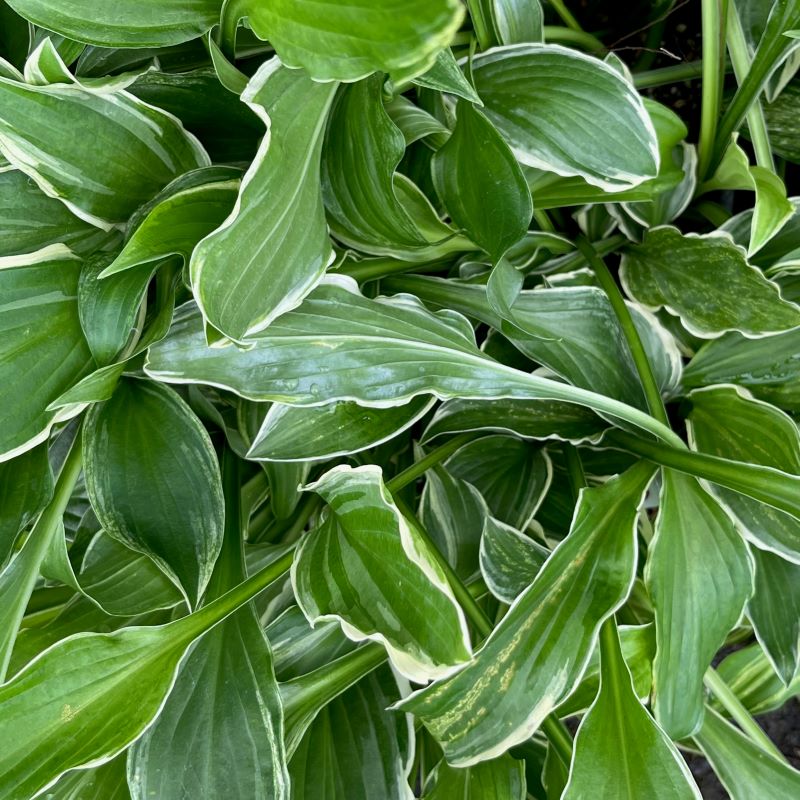 ギボウシ　アルボマルギナータ　植木組合