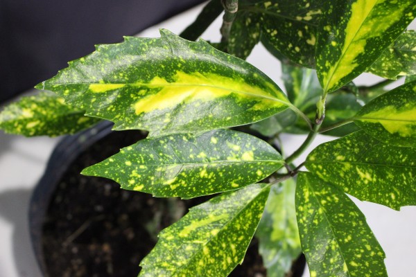 現物750　アオキ　ピクチュラータ　あおき　ぴくちゅらーた　葉　植木組合