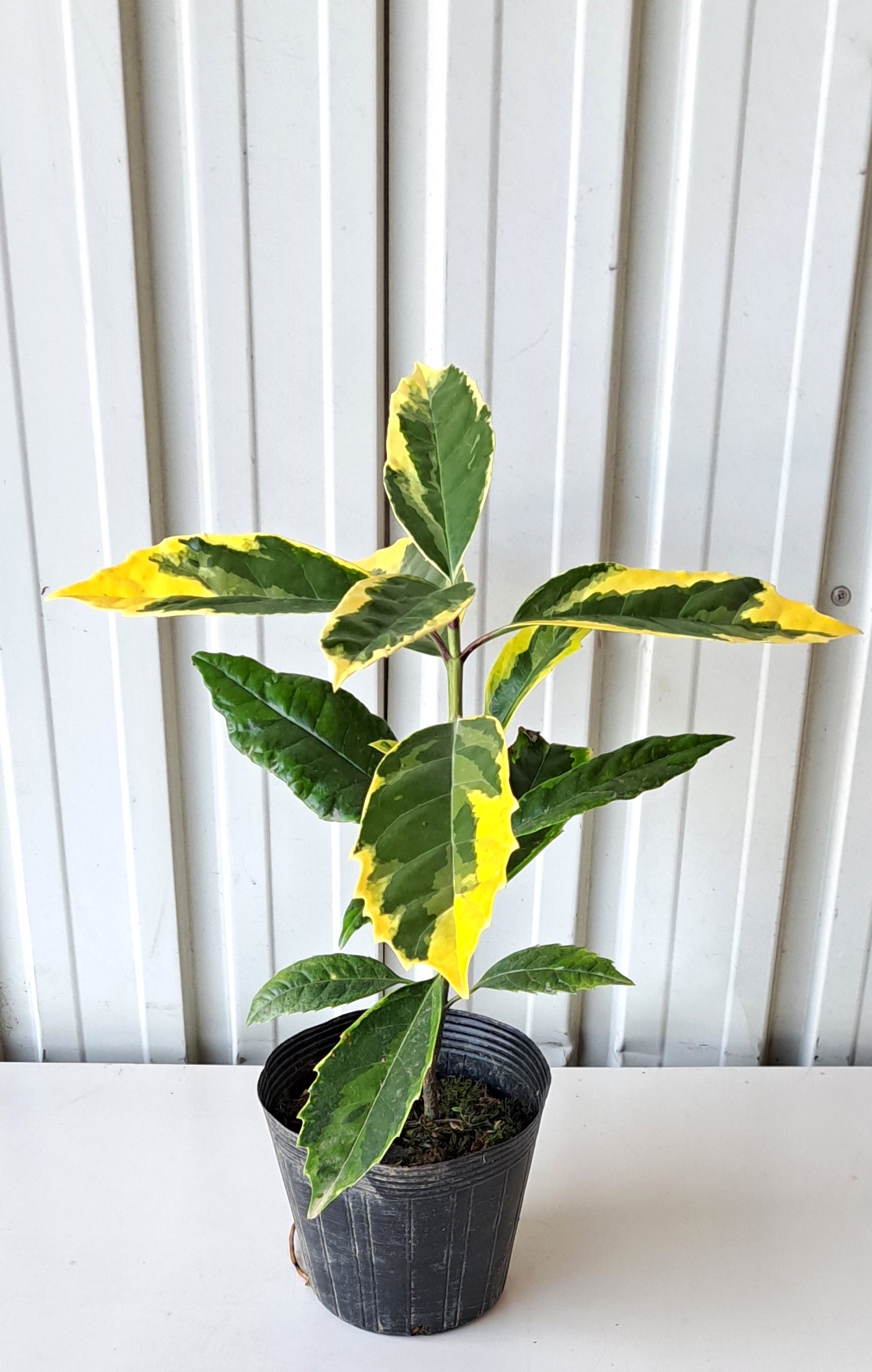 アオキサルフレア　あおきさるふれあ　青木　植木組合