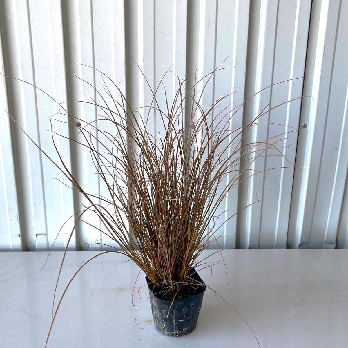 カレックス　アウバウム　10.5cmポット　　植木組合