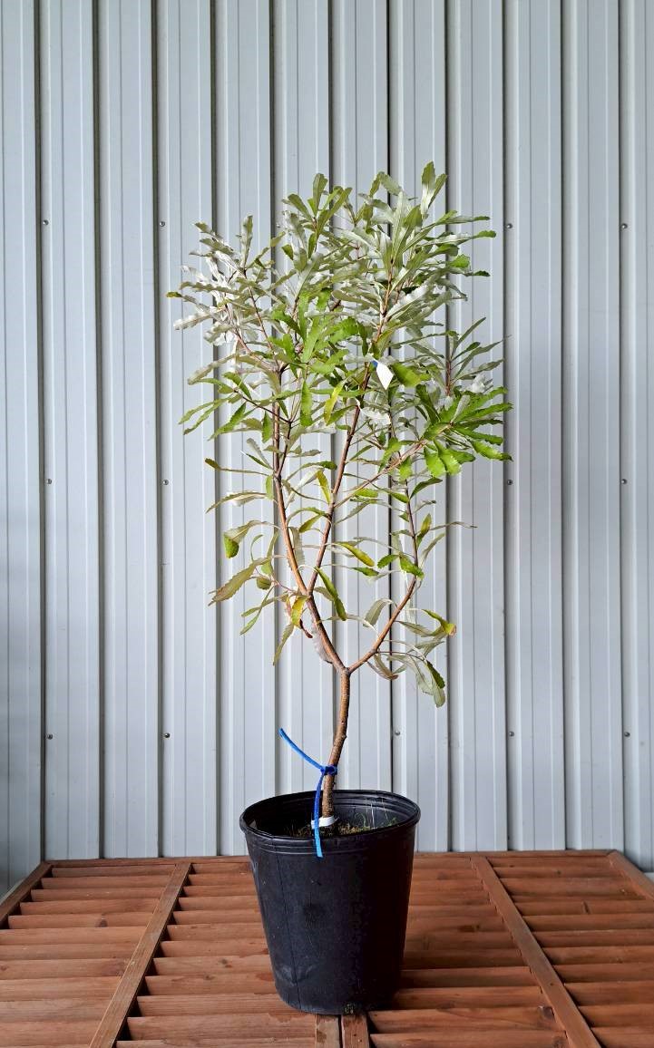 バンクシア オブロンギフォリア 　　現物　植木組合　ＯＧ　常緑樹　ドライガーデン