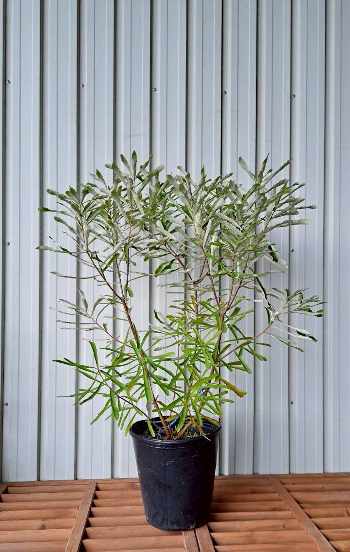 バンクシア オブロンギフォリア 　　現物　植木組合　ＯＧ　常緑樹　ドライガーデン