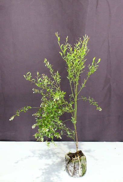 ビルベリー ワイルドブルーベリー 苗木 高さ 約60ｃｍ 15ｃｍ生分解性ポット入り