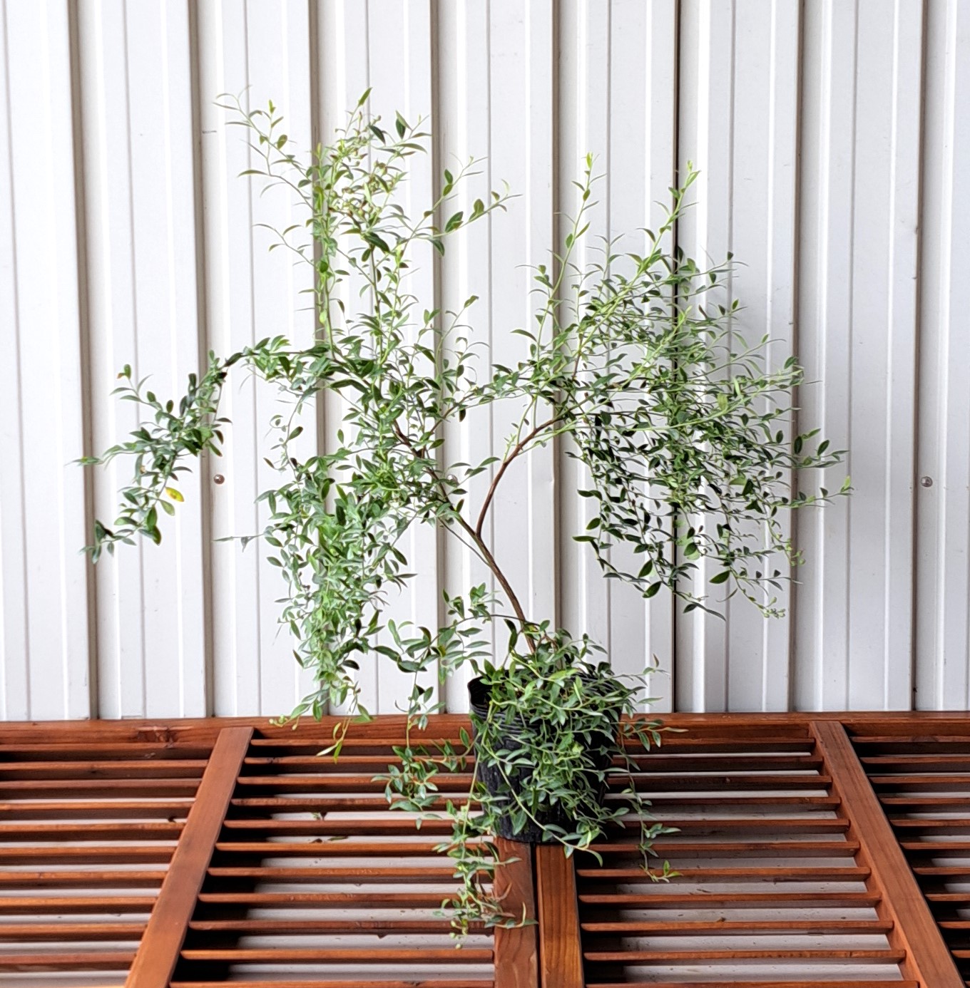 ビルベリー　びるべりー　植木組合　葉