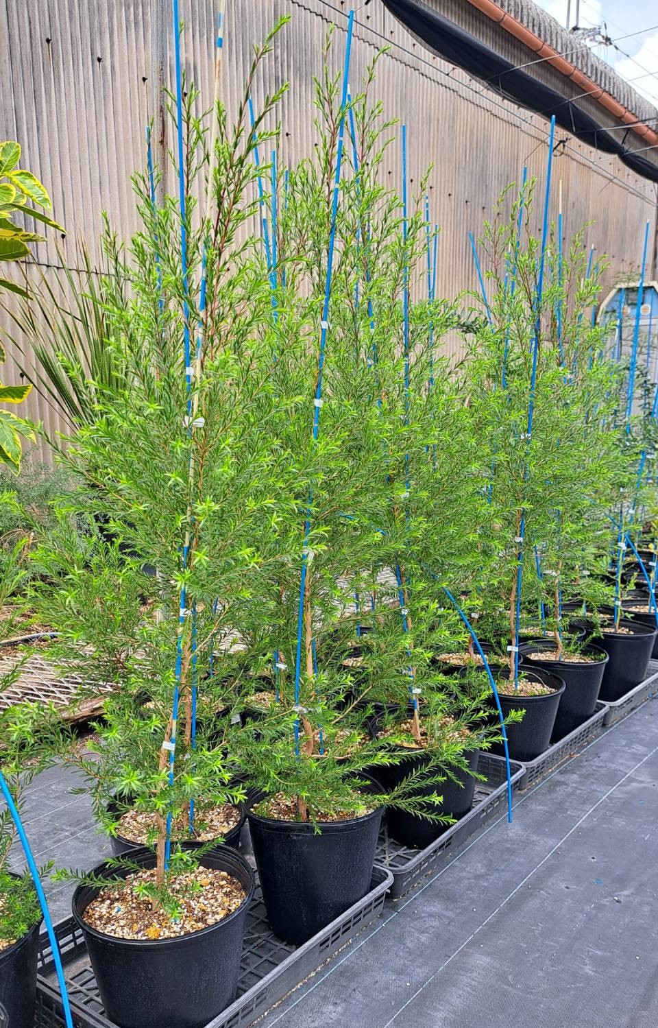 メラレウカ （メラリューカ）ブラックティーツリー