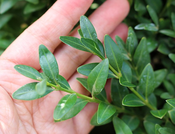№2　ブクサス　ぶくさす　葉　植木組合