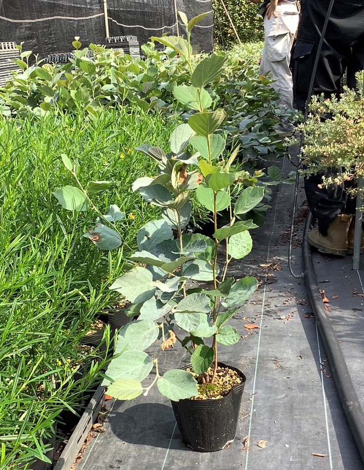 フォッサギラ　ブルーシャドウ　　植木組合