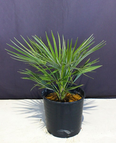 現物802 チャメロプス 高さ 約40cｍ 30ｃｍプラ鉢入り