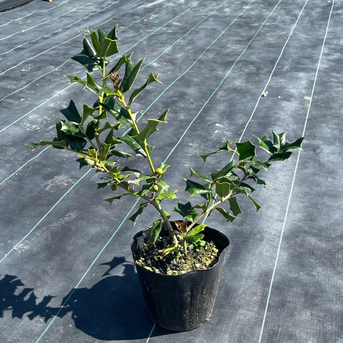 チャイニーズホーリー　30cm　　植木組合