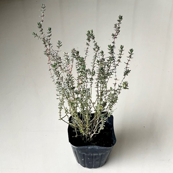 コモンタイム　　植木組合